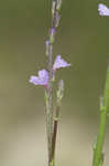 Texas vervain